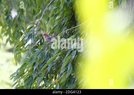 Purple Finch on Weeping Cherry Tree Stock Photo - Alamy