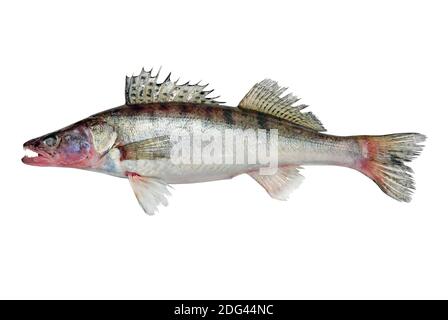 Azov Pike perch fish isolated on a white background. Stock Photo