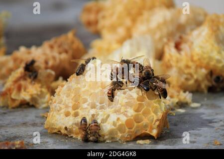 Close up view of bees working on honey cells Stock Photo