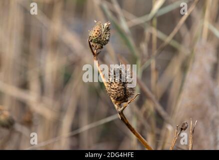 The spikes of dried milkweed seed pods stand out against a background of dry marsh grasses Stock Photo