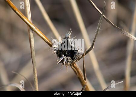 The spikes of dried milkweed seed pods stand out against a background of dry marsh grasses Stock Photo