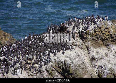 Common Murres ( Uria aalge ) and pelagic cormorant (Phalacrocorax pelagicus), nesting on sea stack,  Cobble Beach, Yaquina Head,  Oregon Coast Stock Photo