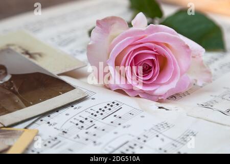 Pink rose with old photos on music sheets Stock Photo