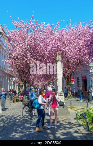 Cherry tree blooming in the old town of Bonn Germany Stock Photo