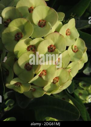 A vertical selective focus closeup of yellow euphorbia milii in the garden Stock Photo