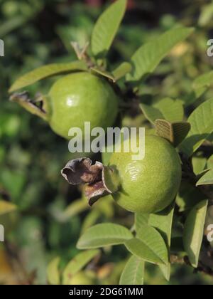 A selective focus closeup of the guava fruit on a tree in the garden Stock Photo
