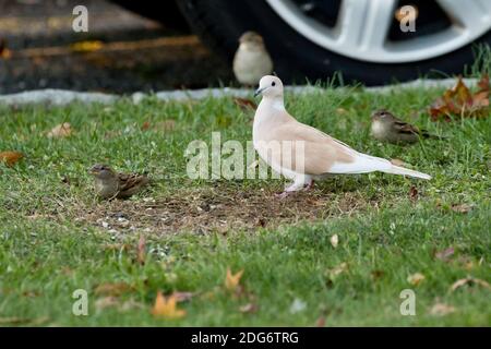 African Collared-Dove (Domestic type or Ringed Turtle-Dove) (Streptopelia risoria), a rare sighting in the wild, Long Island, New York Stock Photo