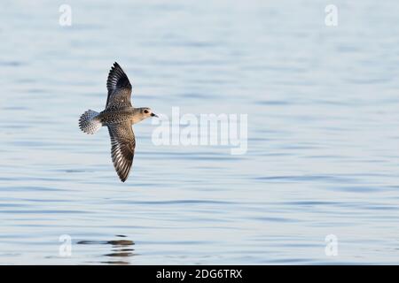 Black-bellied Plover (Pluvialis squatarola) flying, Long Island, New York Stock Photo