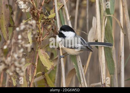 Black-capped Chickadee (Poecile atricapillus) perched in phragmites, Long Island, New York Stock Photo