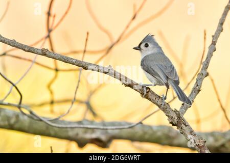 Tufted Titmouse (Baeolophus bicolor) perched on a branch, Long Island, New York Stock Photo