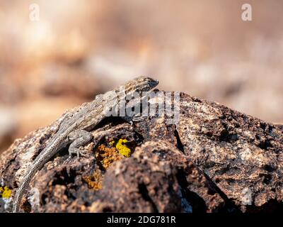 Common side-blotched lizard, Uta stanburiana, camouflaged on a rock, Las Vegas, Nevada Stock Photo