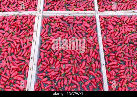 Espelette chillies dried in a greenhouse in the Basque country Stock Photo