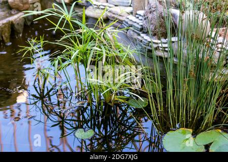 Small decorative pond in the garden. Stock Photo