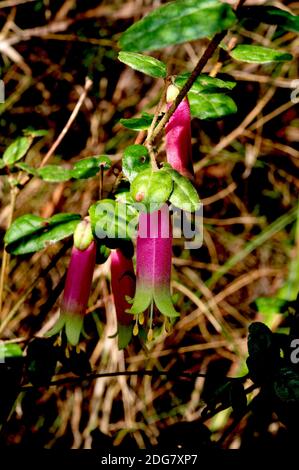 These Native Fuschia (Correa Reflexa) are not related in any way to real Fuschias - they just look like them. Found in Mullum Mullum Creek Reserve. Stock Photo