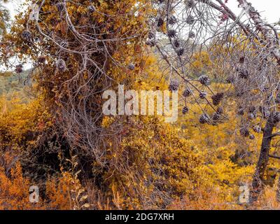 life cycle in nature. autumn landscape, focus on cones. dry branches with cones on the background of yellow autumn foliage. autumn landscape Stock Photo