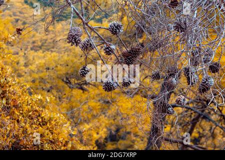 dry branches with cones on the background of yellow autumn foliage. autumn landscape, focus on cones. life cycle in nature Stock Photo