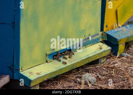 portable hives on display in summer forest close up. bees in front of the entrance to the hive. Apiculture concept. Stock Photo