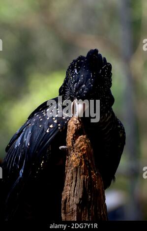 Cockatoos have a strong sharp beak - and they treasure old dead branches to sharpen it on. This Red Tailed Black Cockatoo lives at Healesville Sanct. Stock Photo