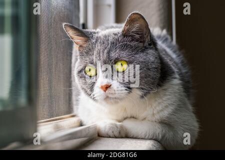 Close up of small gray and white cat with green eyes sitting on the windowsill and looking curiously outside Stock Photo