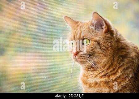 Close up of large Garfield look-alike cat looking with interest out the window; colorful foliage visible outside, behind the window screen Stock Photo