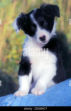 Cute Border Collie puppy , few week old portrait,watching, curious Stock Photo