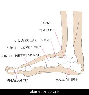 Internal lateral view foot bones color Stock Photo