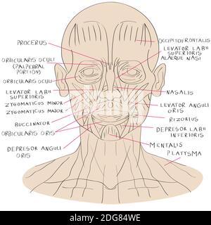 Face muscle color Stock Photo