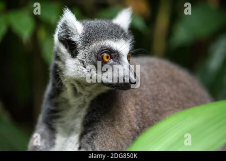 Closeup photo of lemur Stock Photo