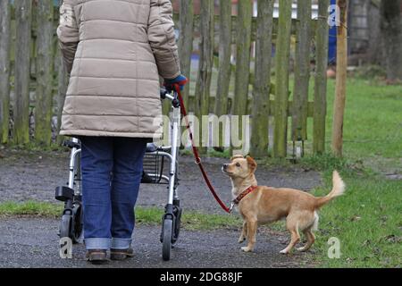 Woman with walker and dog Stock Photo
