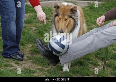 Therapy dog at work Stock Photo