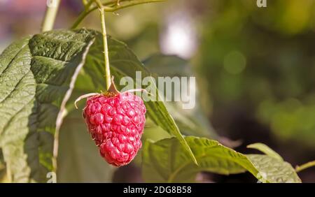 Raspberries in the garden on the branches of a Bush. Stock Photo