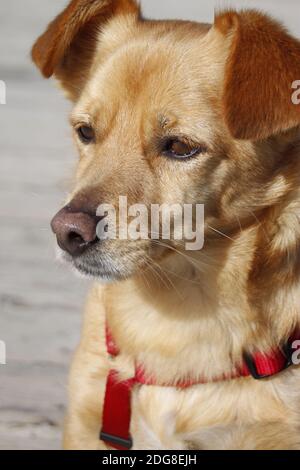 Podenco maneto espanol-mix Stock Photo