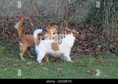 Jack Russell Terrier, wire-haired, and maneto-mix Stock Photo