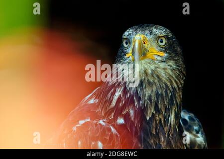 Juvenile bald eagle - Haliaeetus leucocephalus Stock Photo