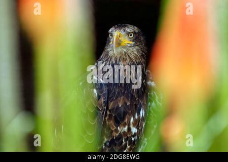 Juvenile bald eagle - Haliaeetus leucocephalus Stock Photo