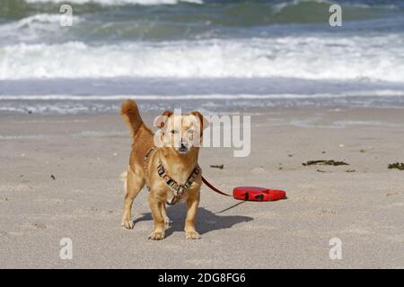 Podenco maneto espanol-mix on the beach Stock Photo