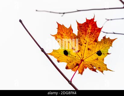 Worn yellow and orange maple leaf alone on a branch in late autumn.  Stock Photo