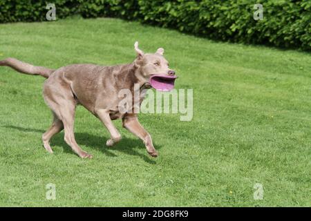 Labrador with frisbee Stock Photo
