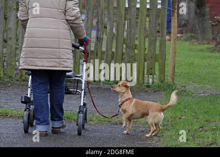 Woman with wheeled walker and dog Stock Photo