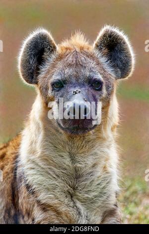 Spotted hyena - Crocuta crocuta Stock Photo