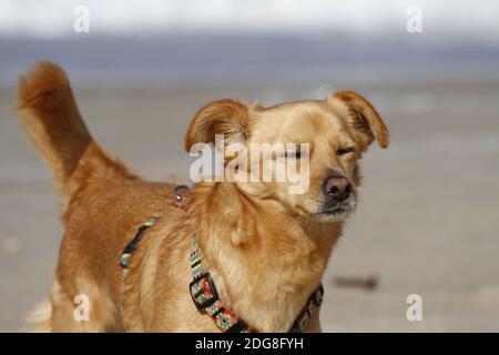 Podenco maneto espanol-mix on the beach Stock Photo