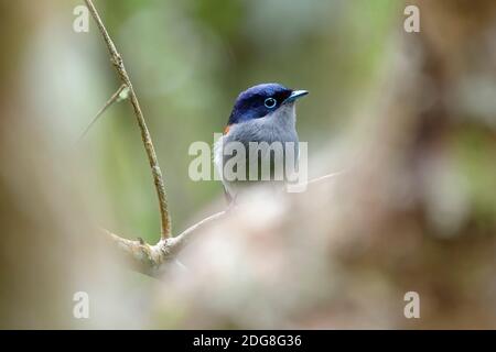 Mauritius paradise flycatcher - Terpsiphone bourbonnensis desolata Stock Photo