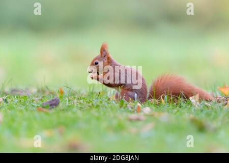 Eurasisches Eichhoernchen, Sciurus vulgaris, Eurasian red squirrel Stock Photo