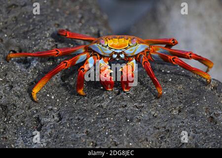 Rote Klippenkrabbe, Felsenkrabbe, Quadratkrabbe (Grapsus grapsus),  Insel Espanola, Galapagos, Unesco Welterbe, Ekuador, Suedamerika, Pazifischer Ozea Stock Photo