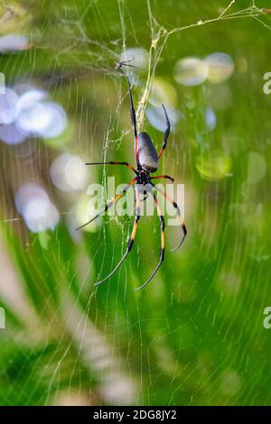 Red-legged golden orb-web spider - Nephila inaurata Stock Photo