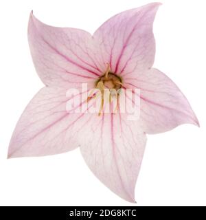 Rose flower of Platycodon (Platycodon grandiflorus) or bellflowers, isolated on white background Stock Photo