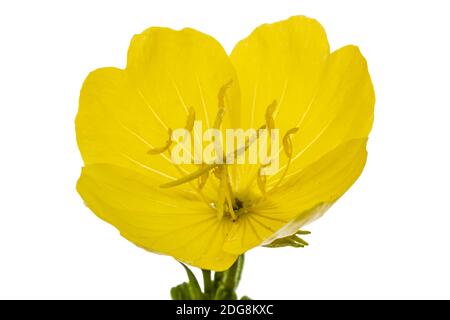 Yellow flower of Evening Primrose, lat. Oenothera, isolated on white background Stock Photo