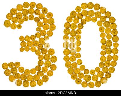 Arabic numeral 30, thirty, from yellow flowers of tansy, isolated on white background Stock Photo
