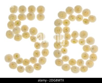 Arabic numeral 56, fifty six, from cream flowers of chrysanthemum, isolated on white background Stock Photo