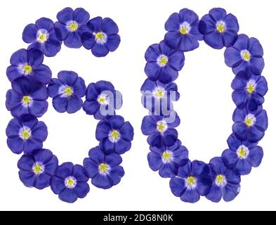 Arabic numeral 60, sixty, from blue flowers of flax, isolated on white background Stock Photo